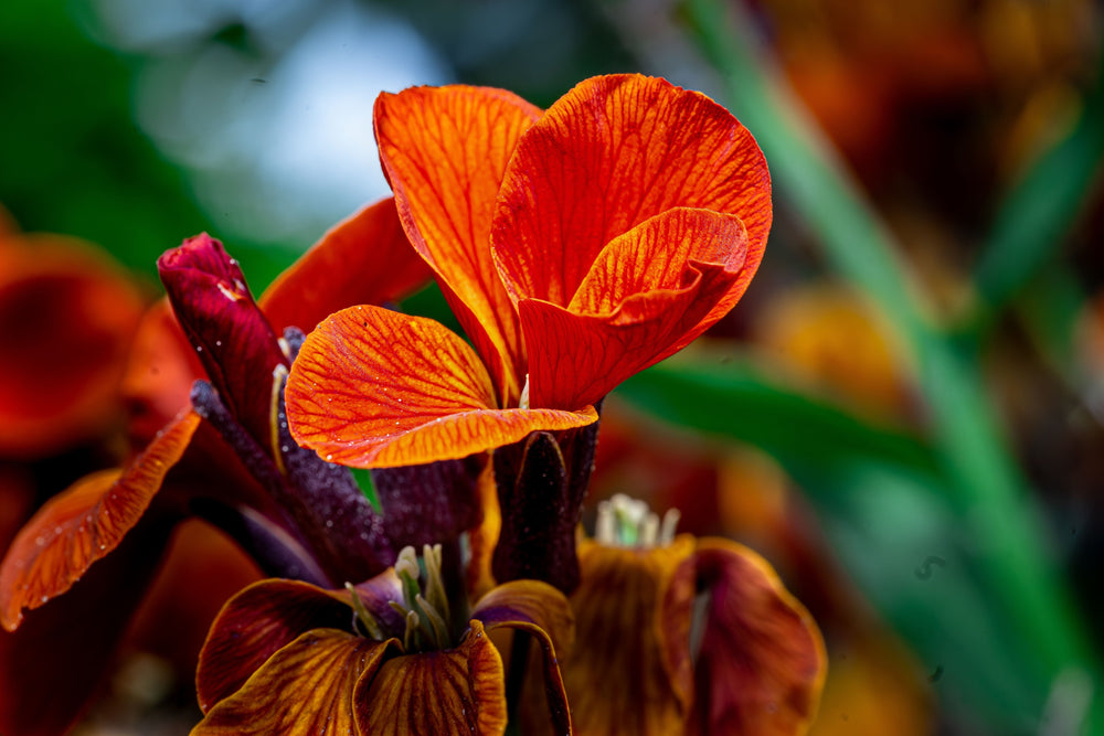 Canna Lilies