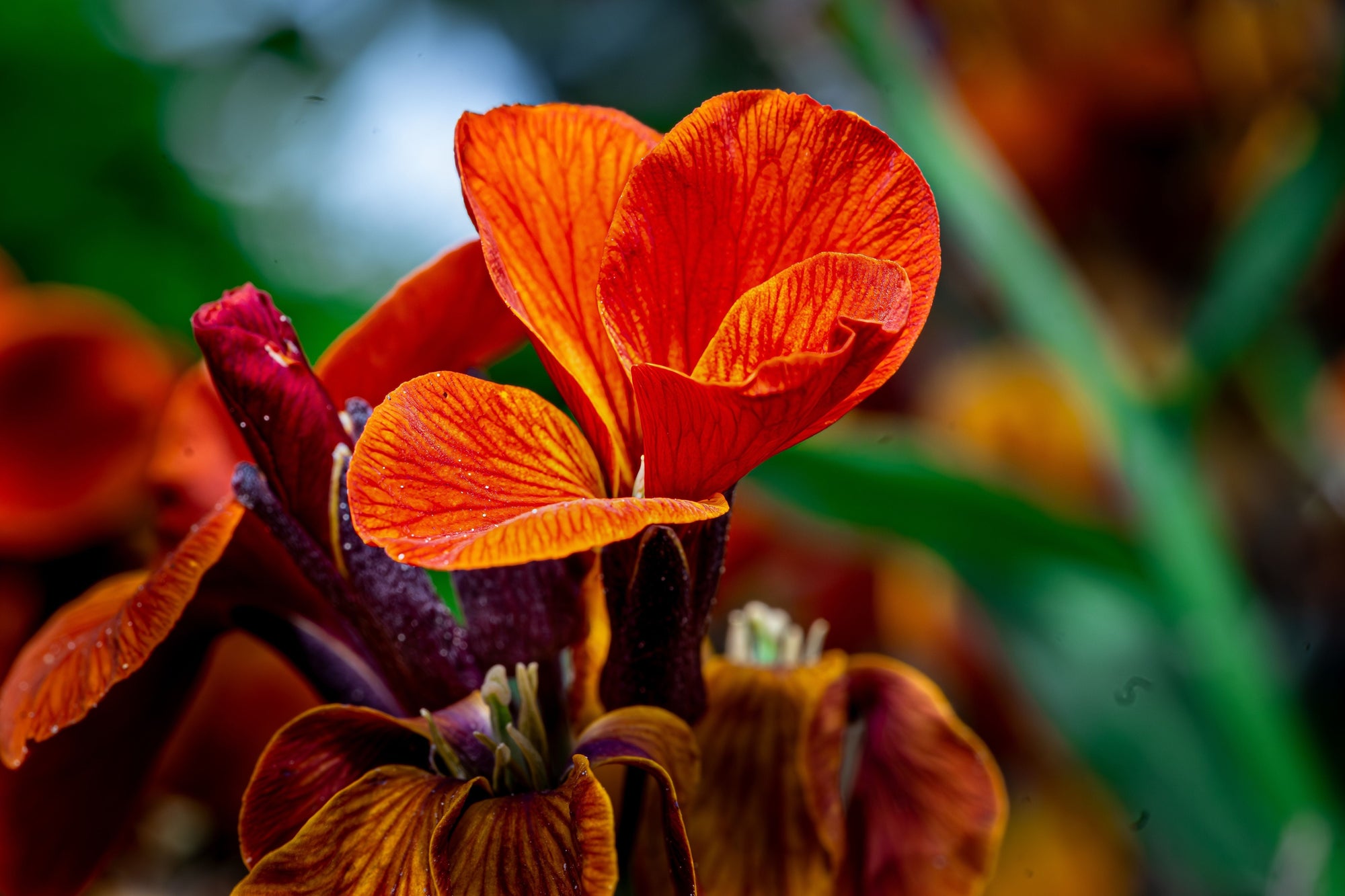 Canna Lilies