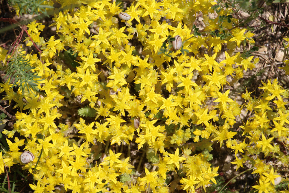 Sedum (Stonecrop)