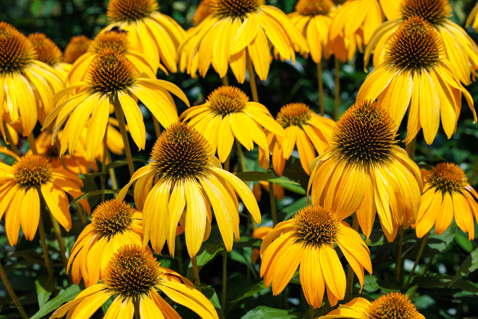 Coneflower