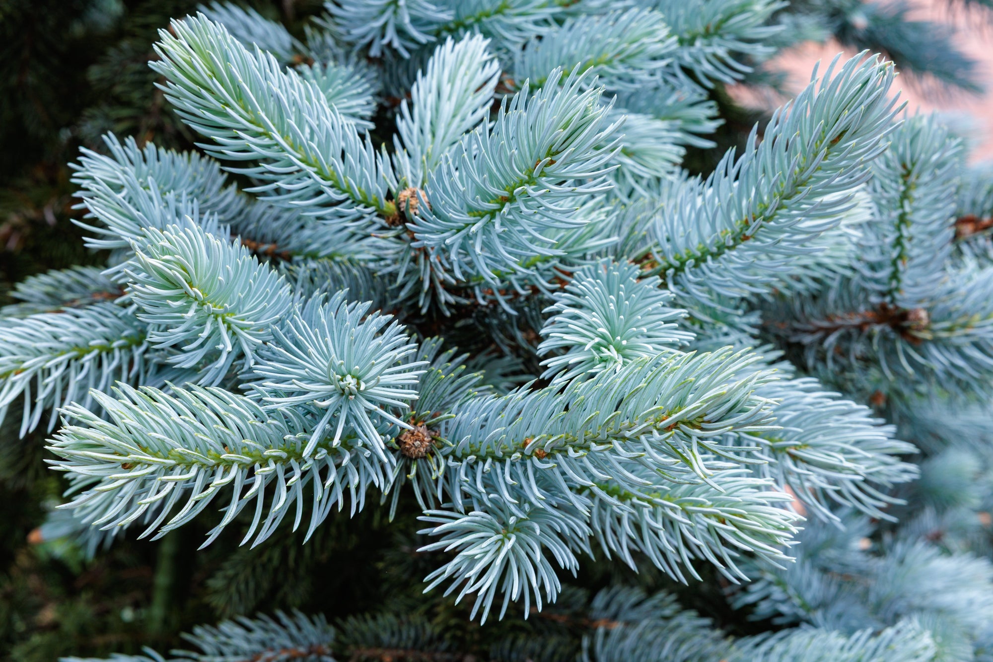Picea (Spruce Trees)