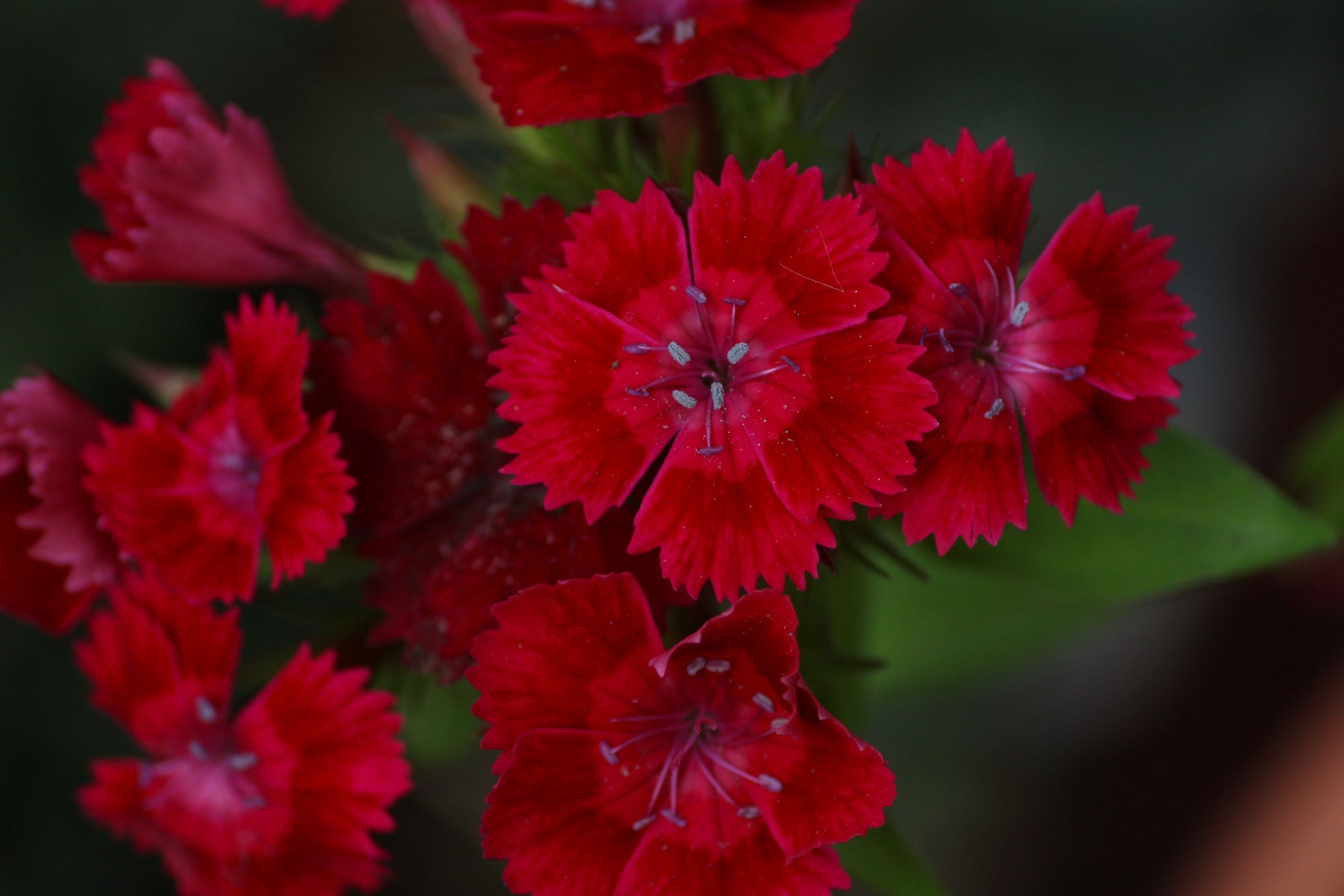 Dianthus