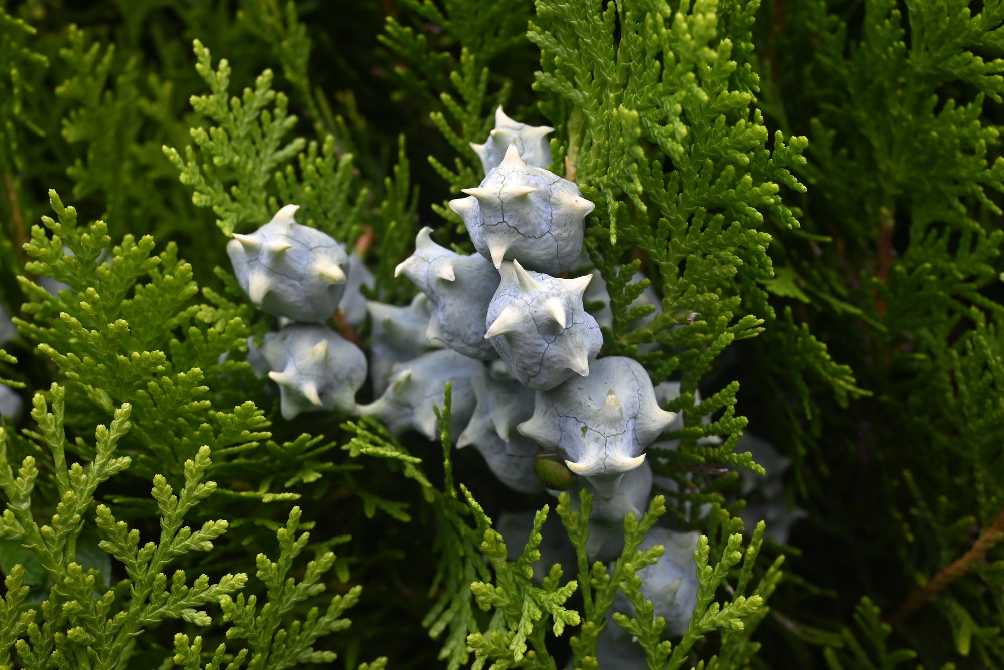 Thuja (Arborvitae)