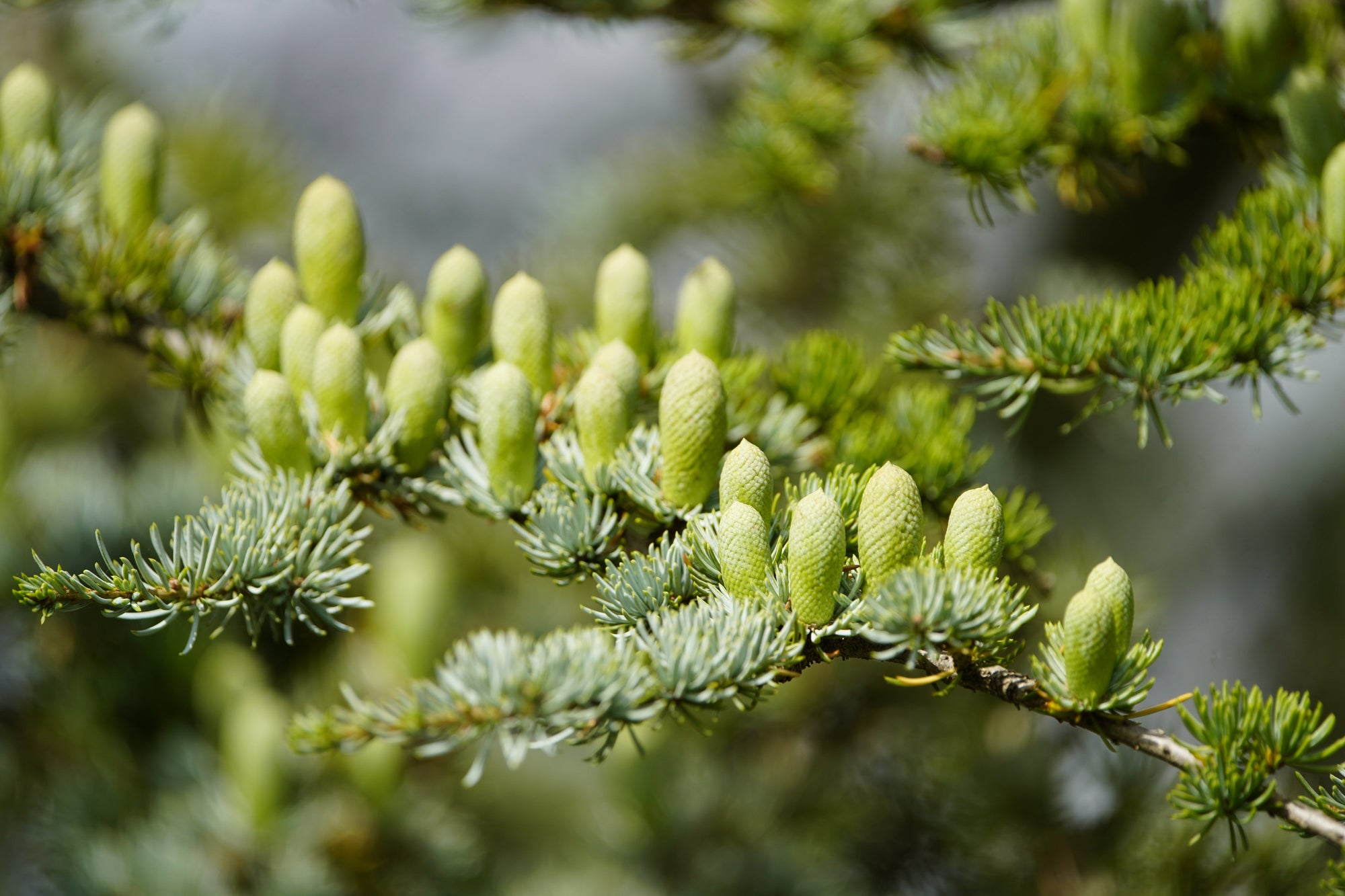 Cedrus (Cedar Trees)