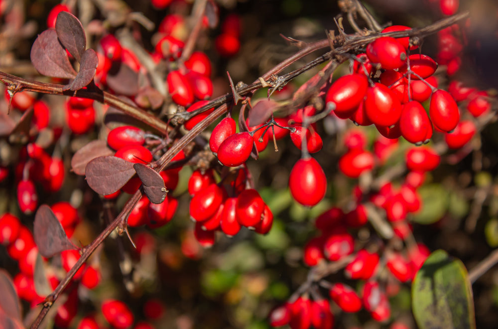 Berberis (Barberry)