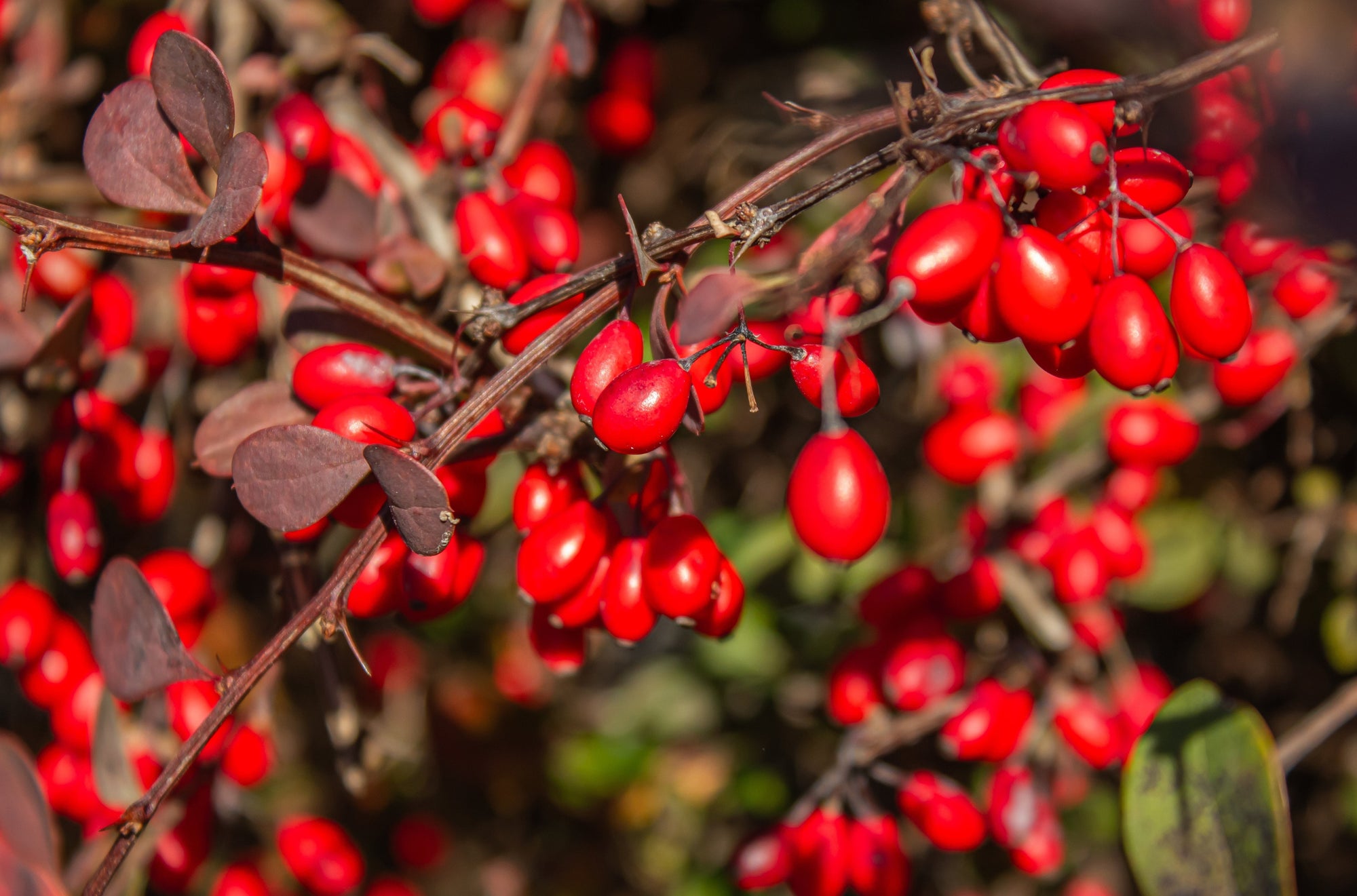 Berberis (Barberry)