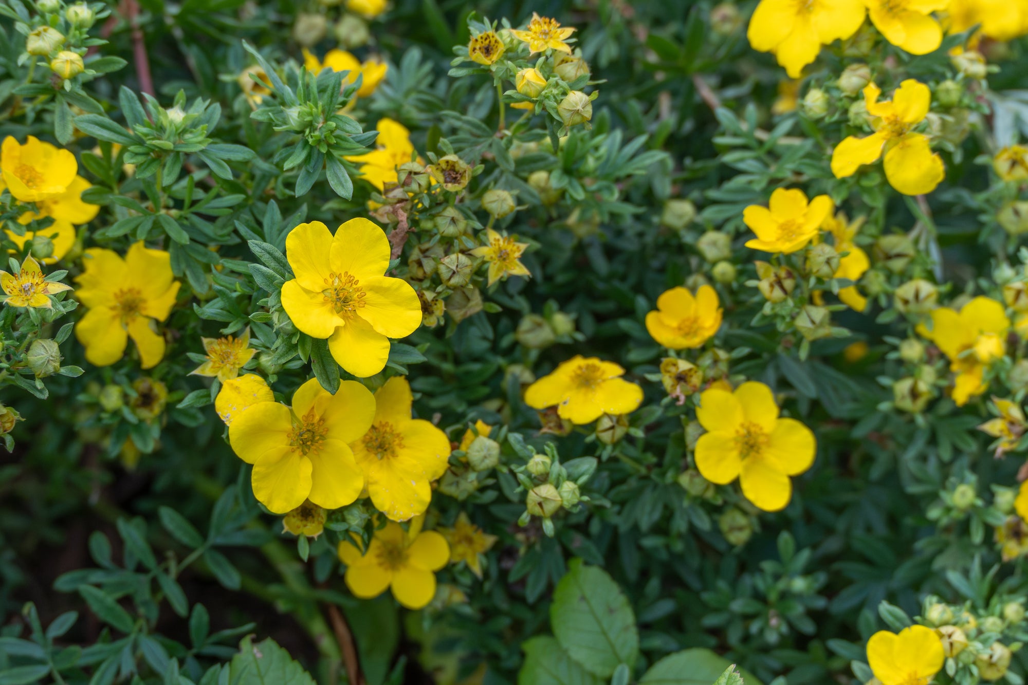 Potentilla