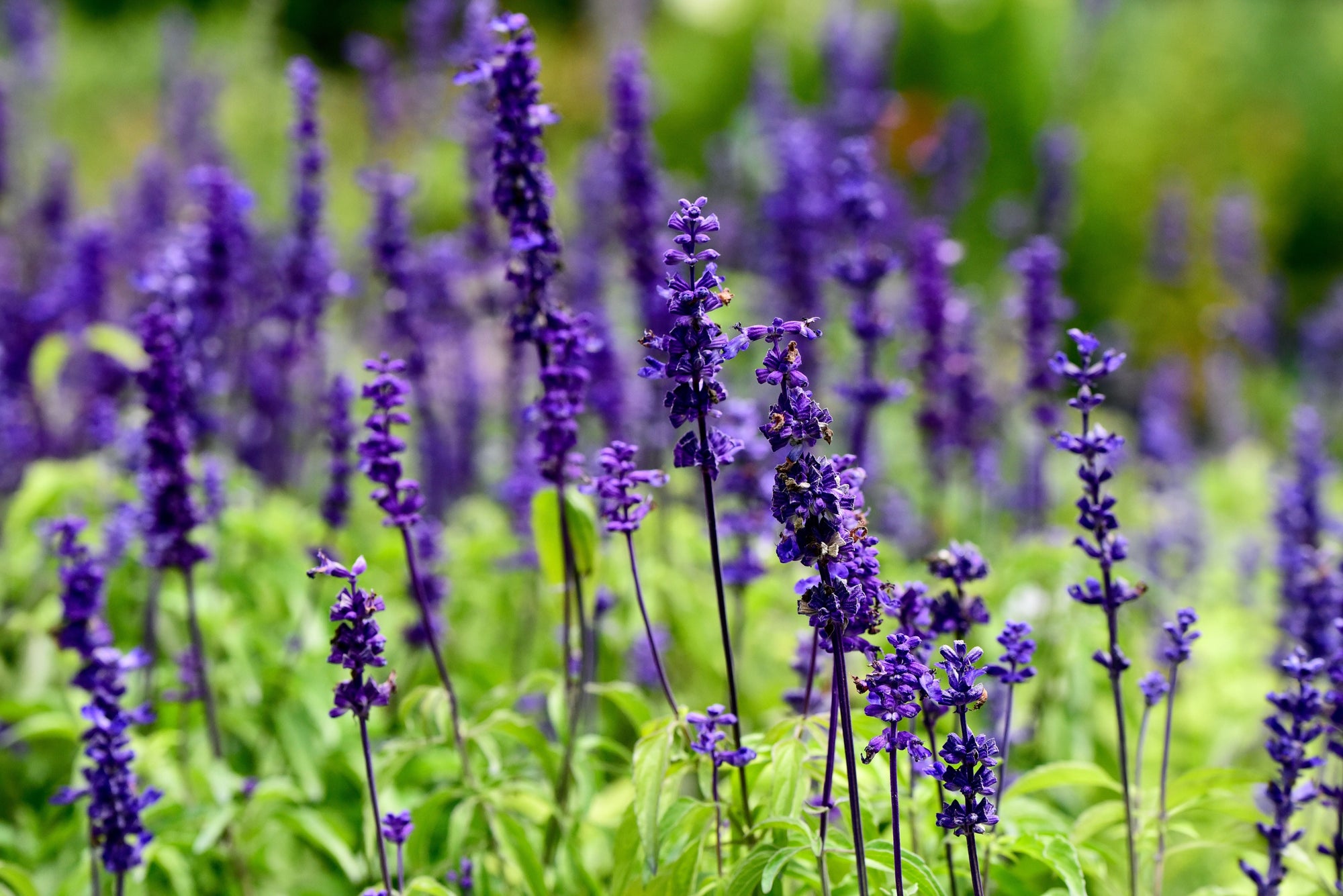Deer Resistant Perennials