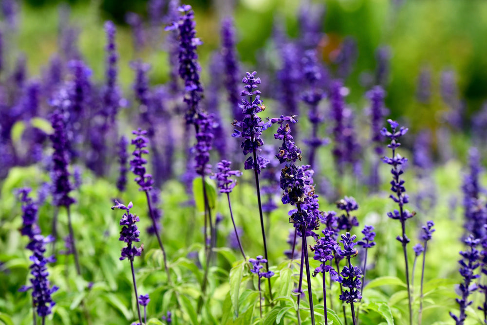Salvia