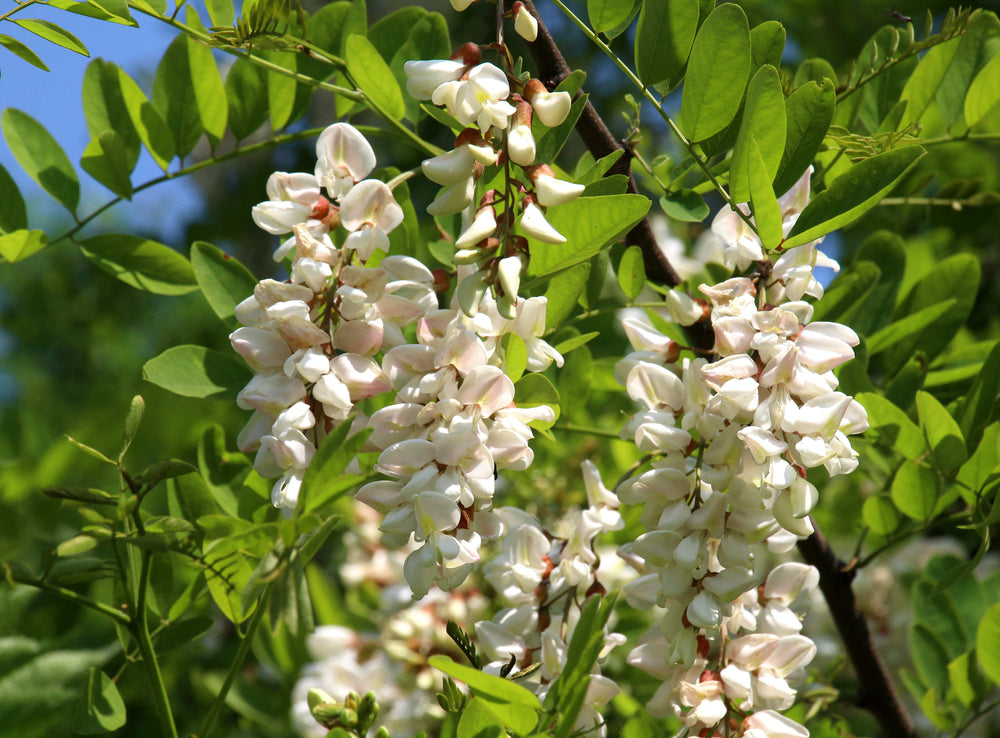Robinia (Black Locust)