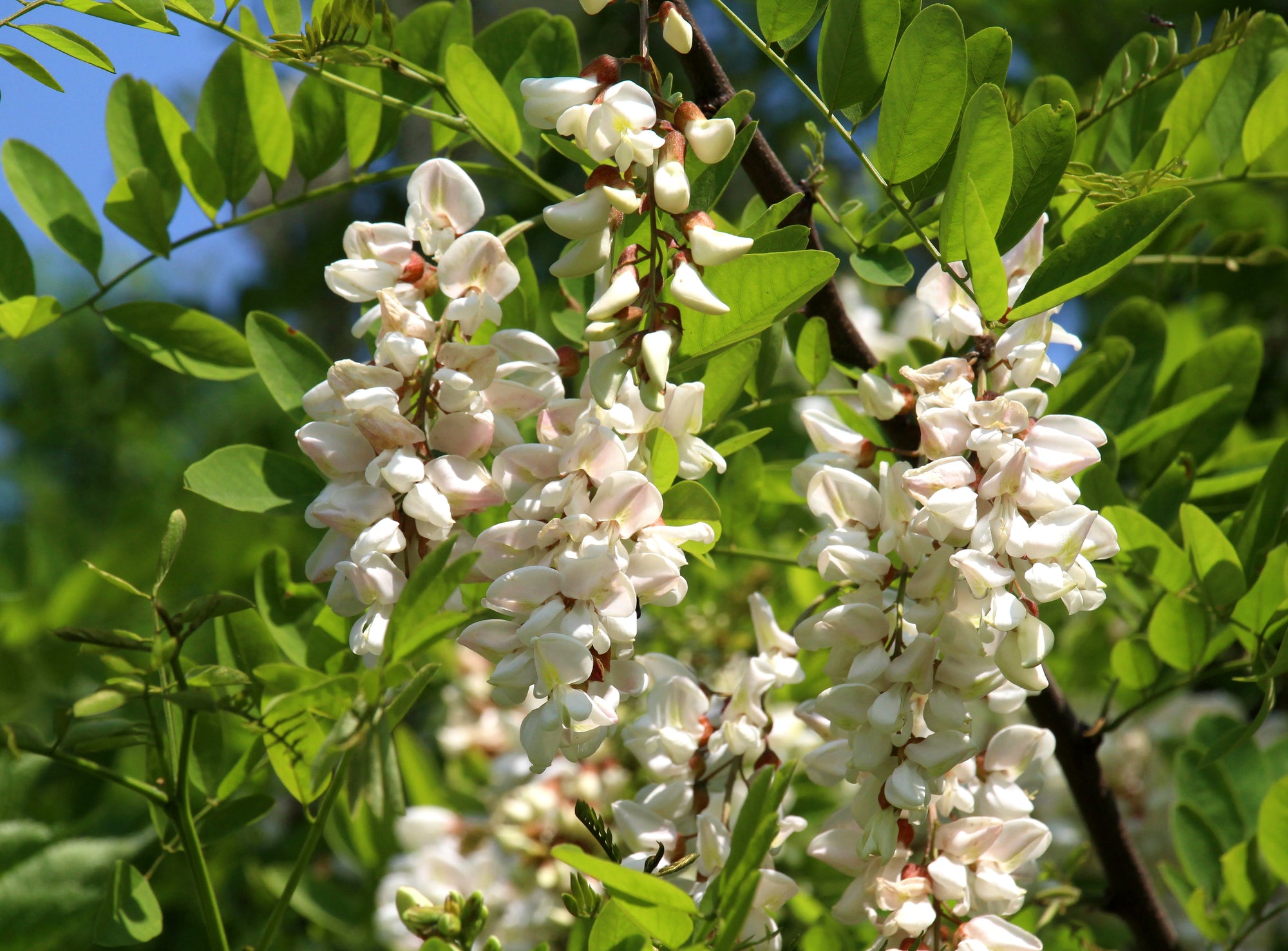 Robinia (Black Locust)