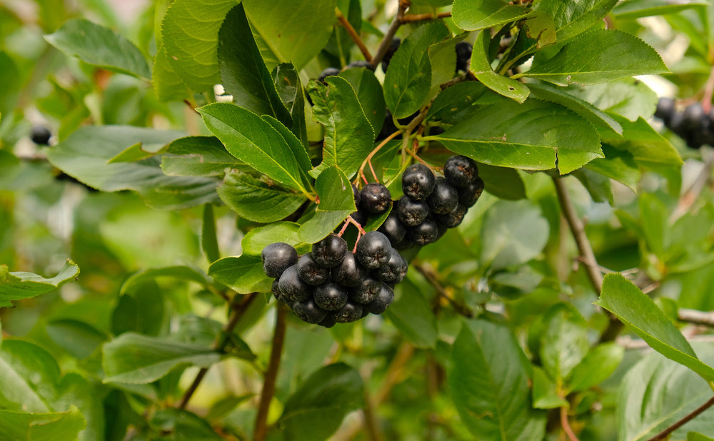 Aronia (Chokeberry)