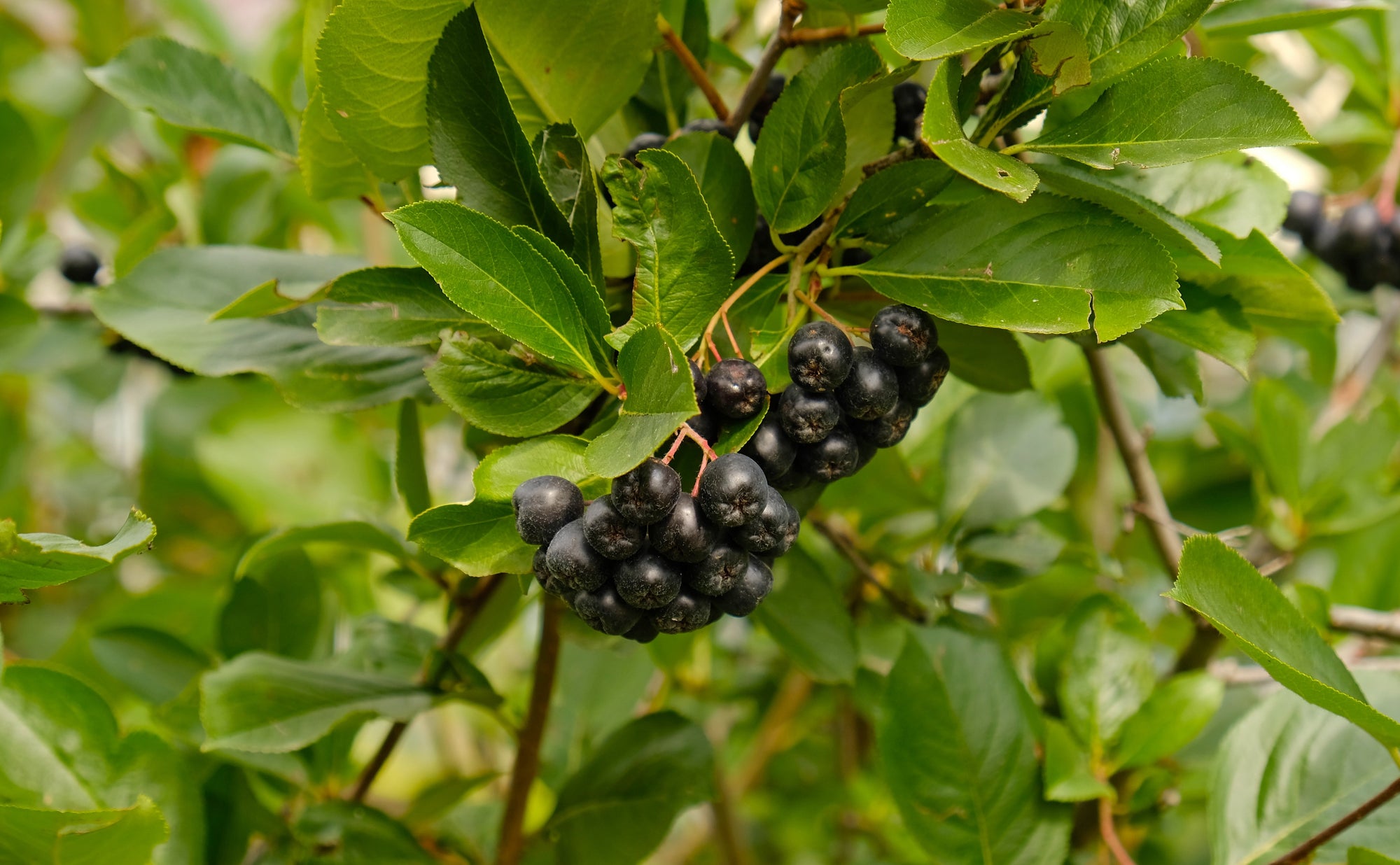 Aronia (Chokeberry)