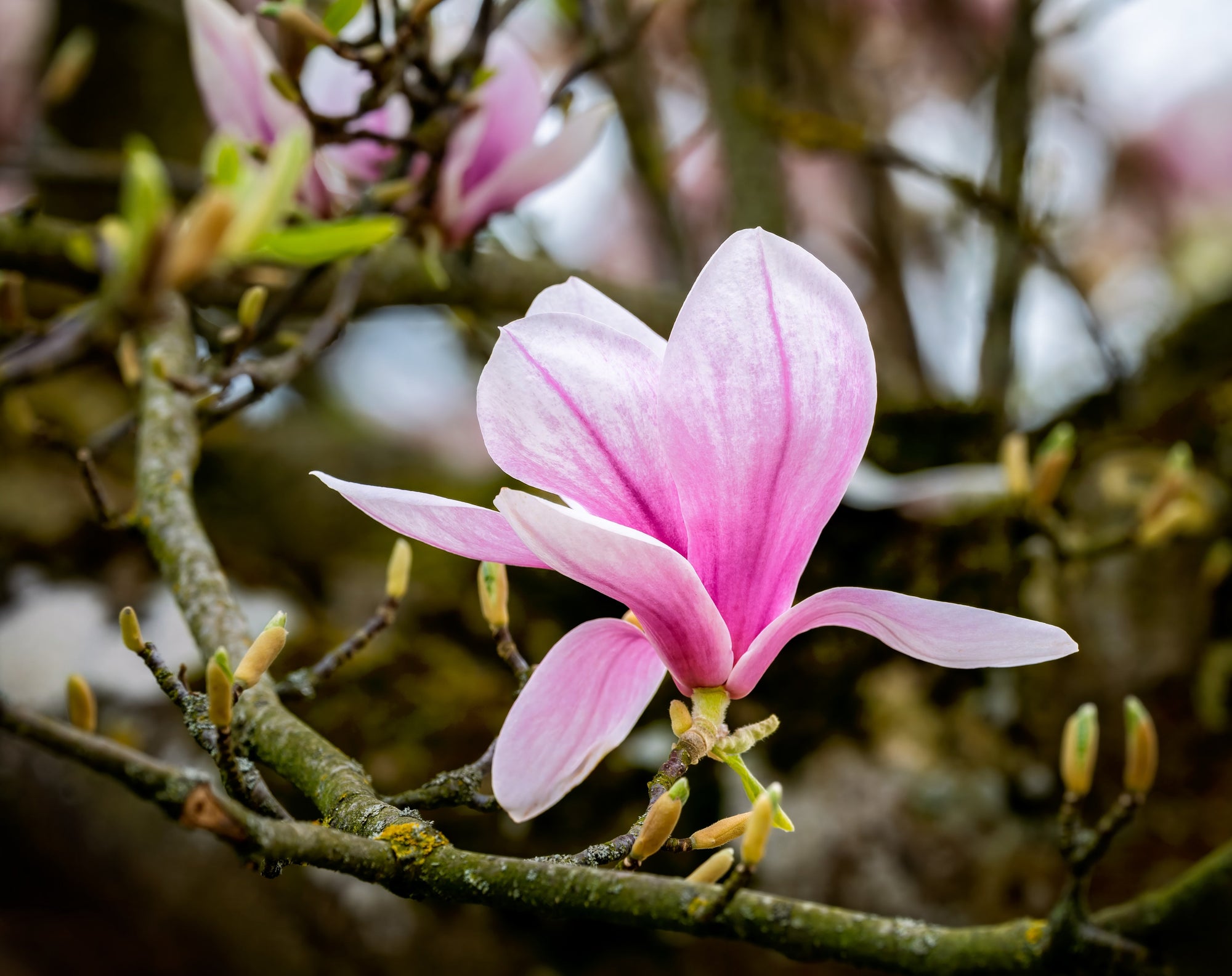 Magnolia