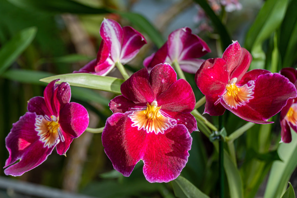 Orchids