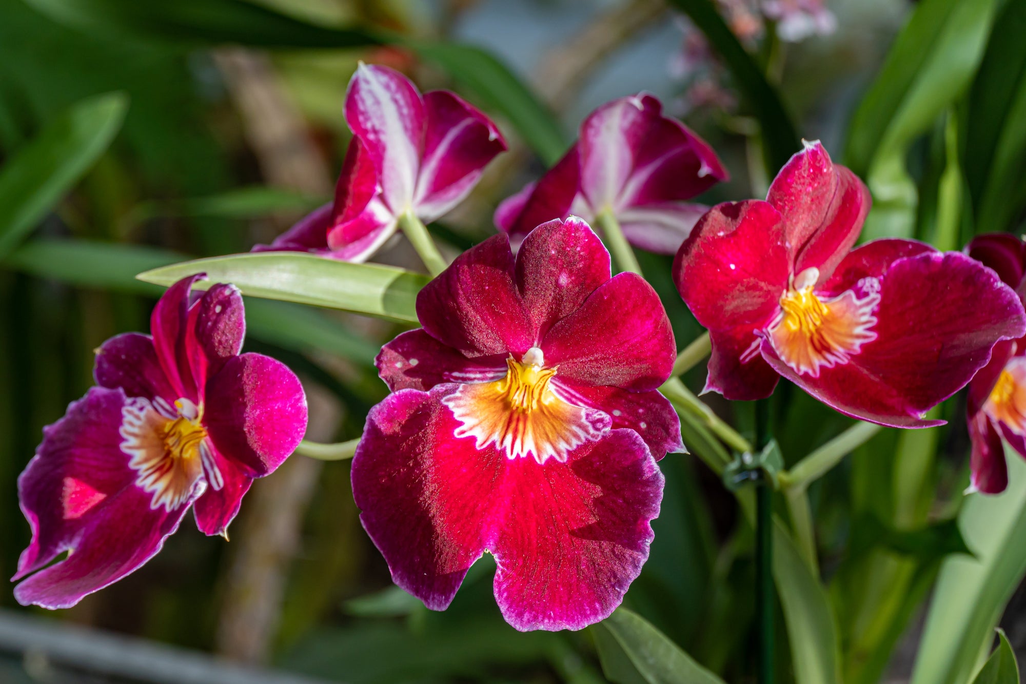 Orchids