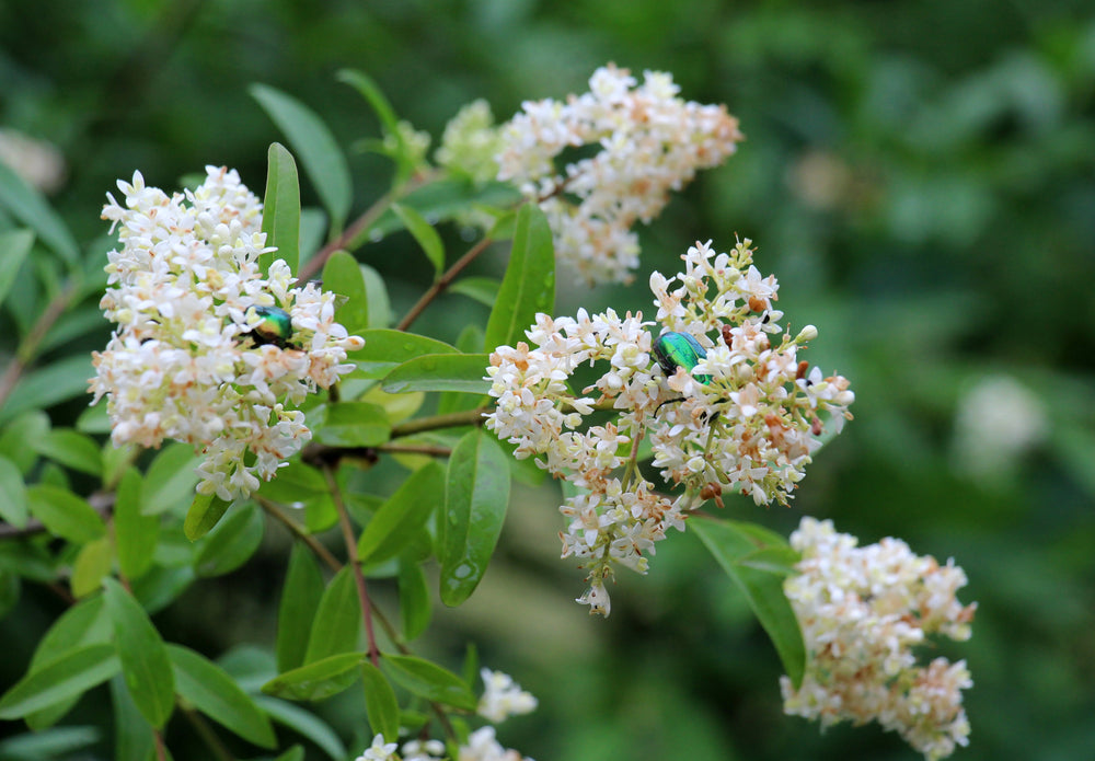 Ligustrum (Privet)