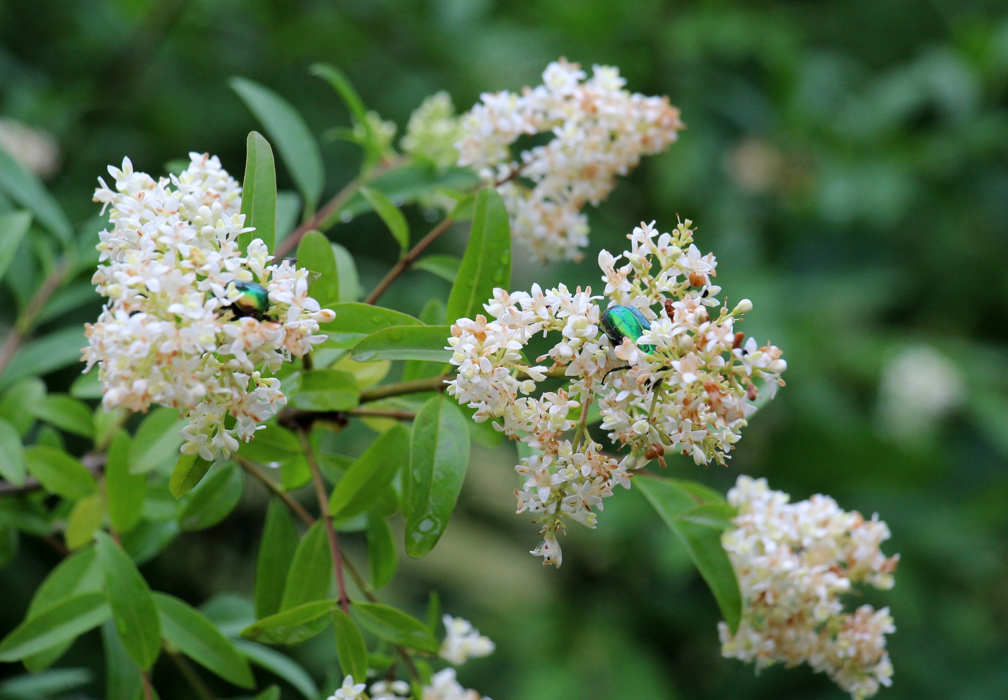 Ligustrum (Privet)