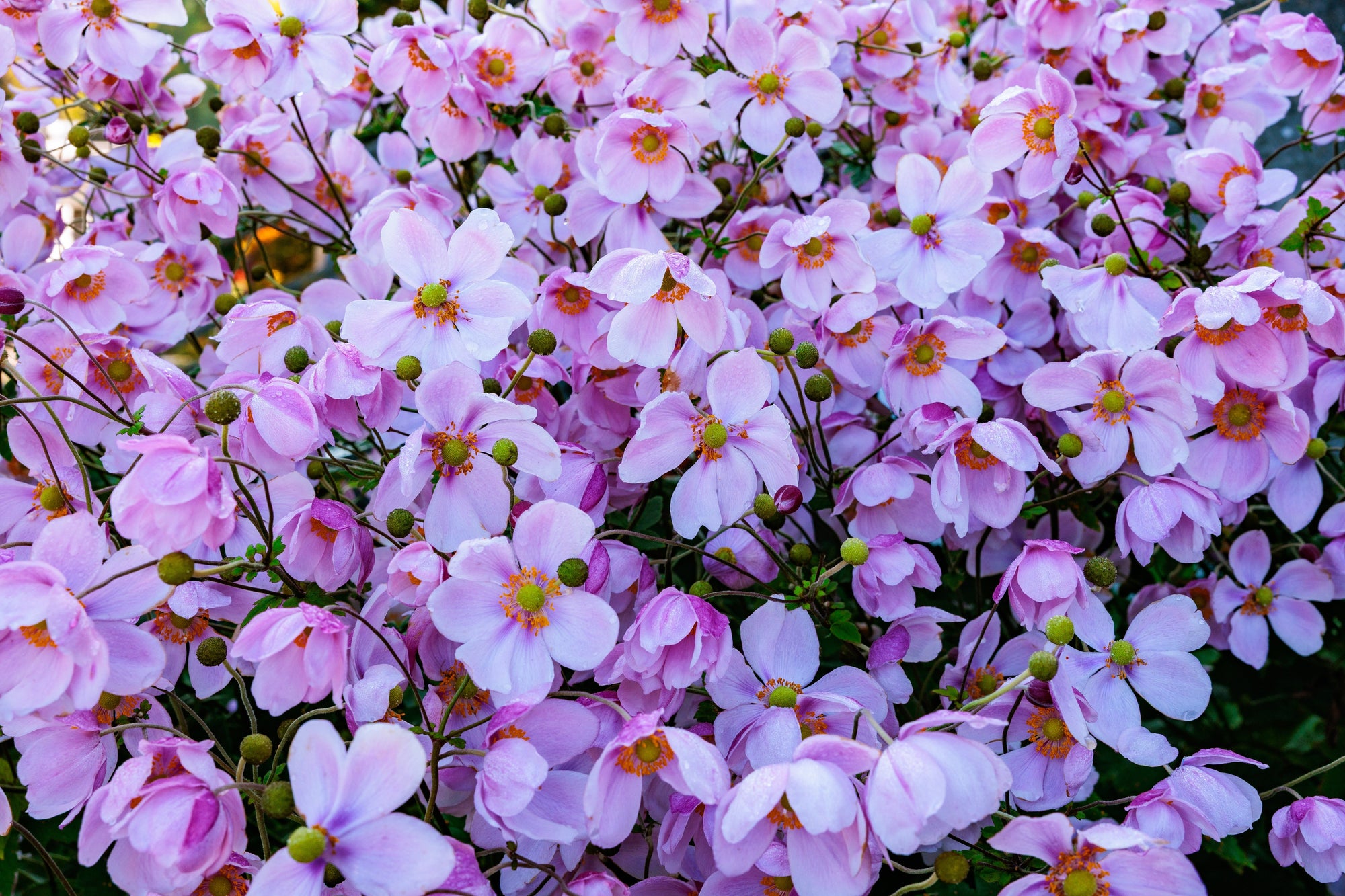Fall Blooming Shrubs