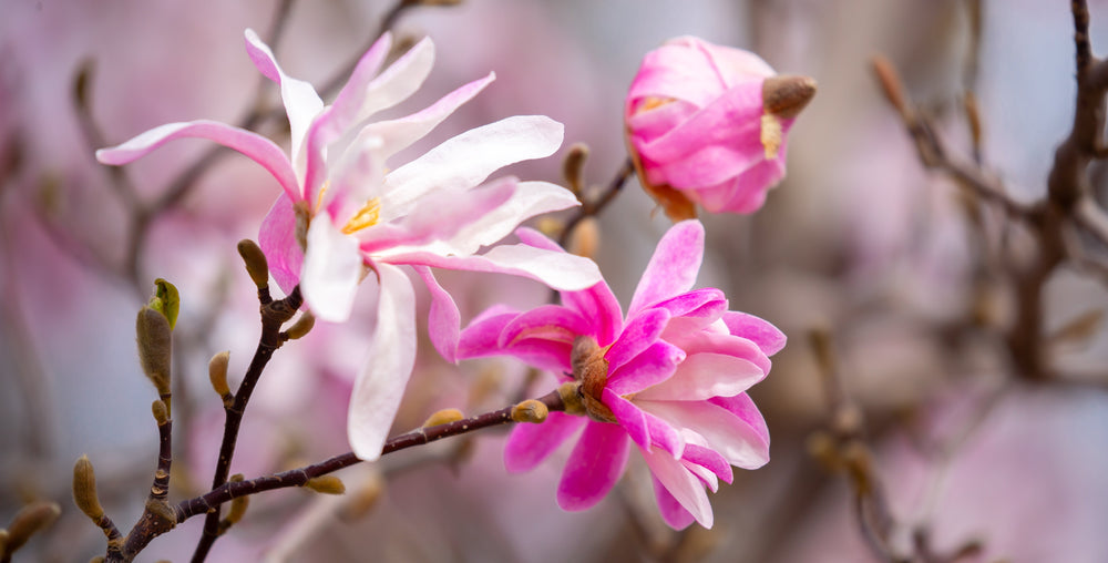 Spring Flowering Shrubs