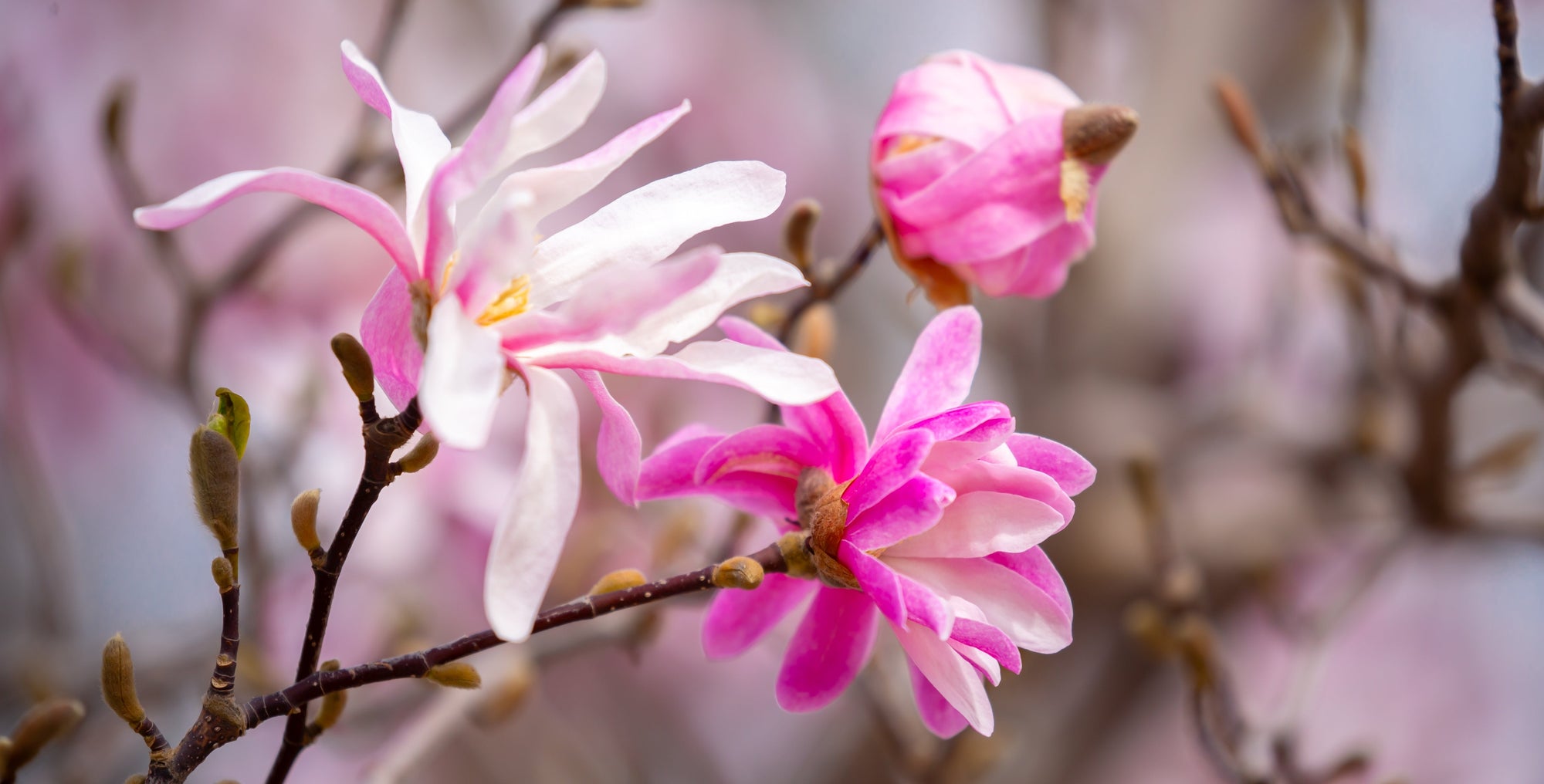 Spring Flowering Shrubs
