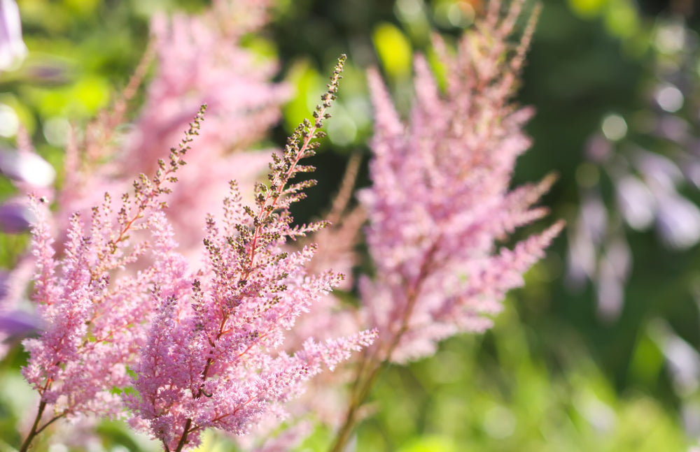 Astilbe