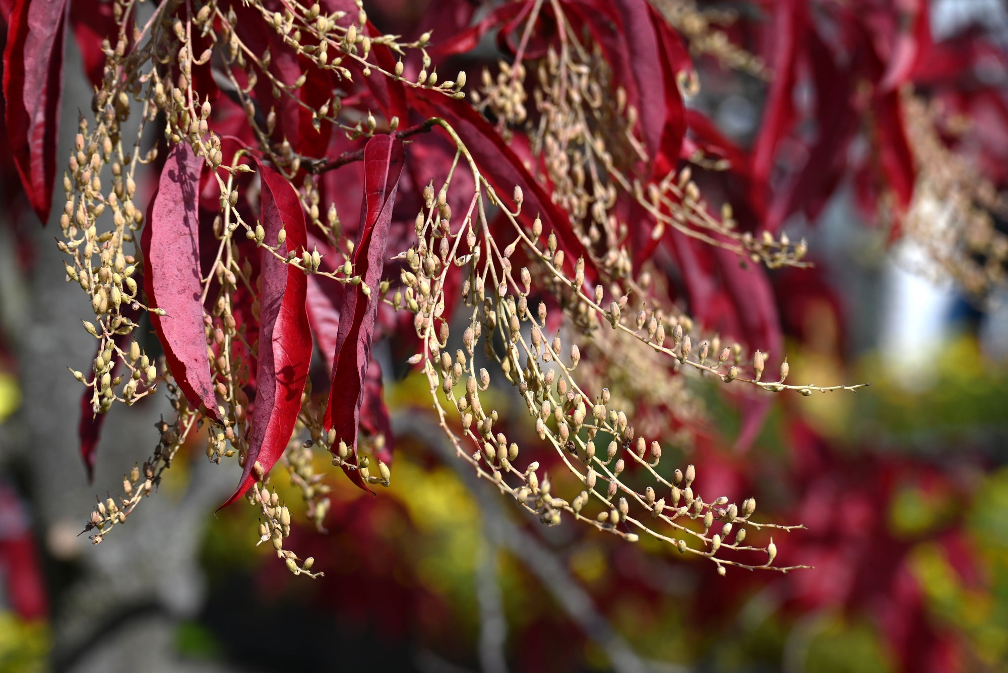 Oxydendrum (Sourwood Trees)