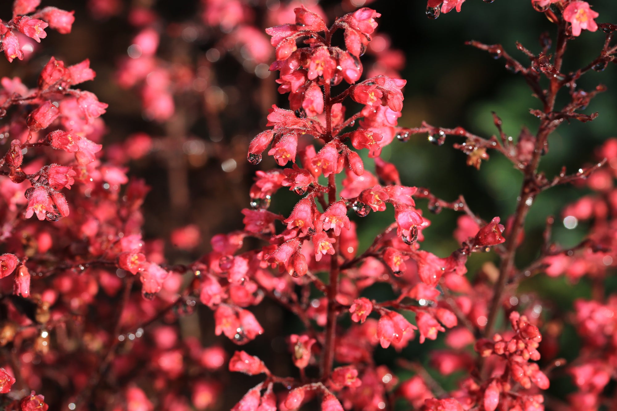 Heuchera (Coral Bells)