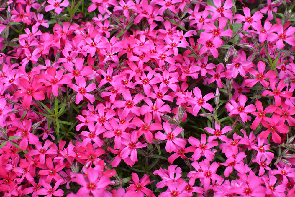 Perennial Ground Covers