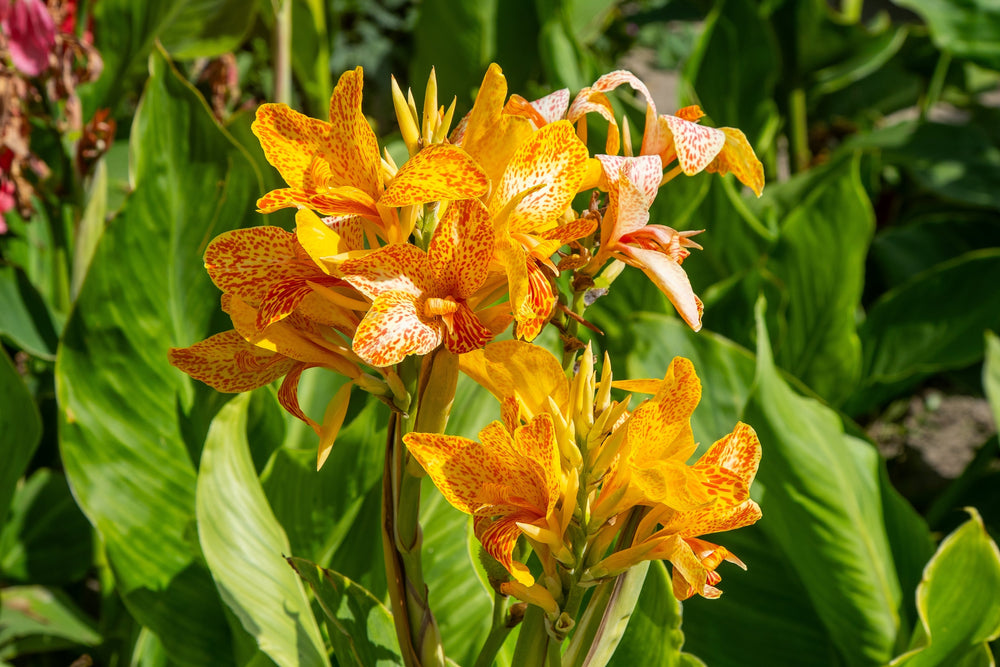 Tropical Plants