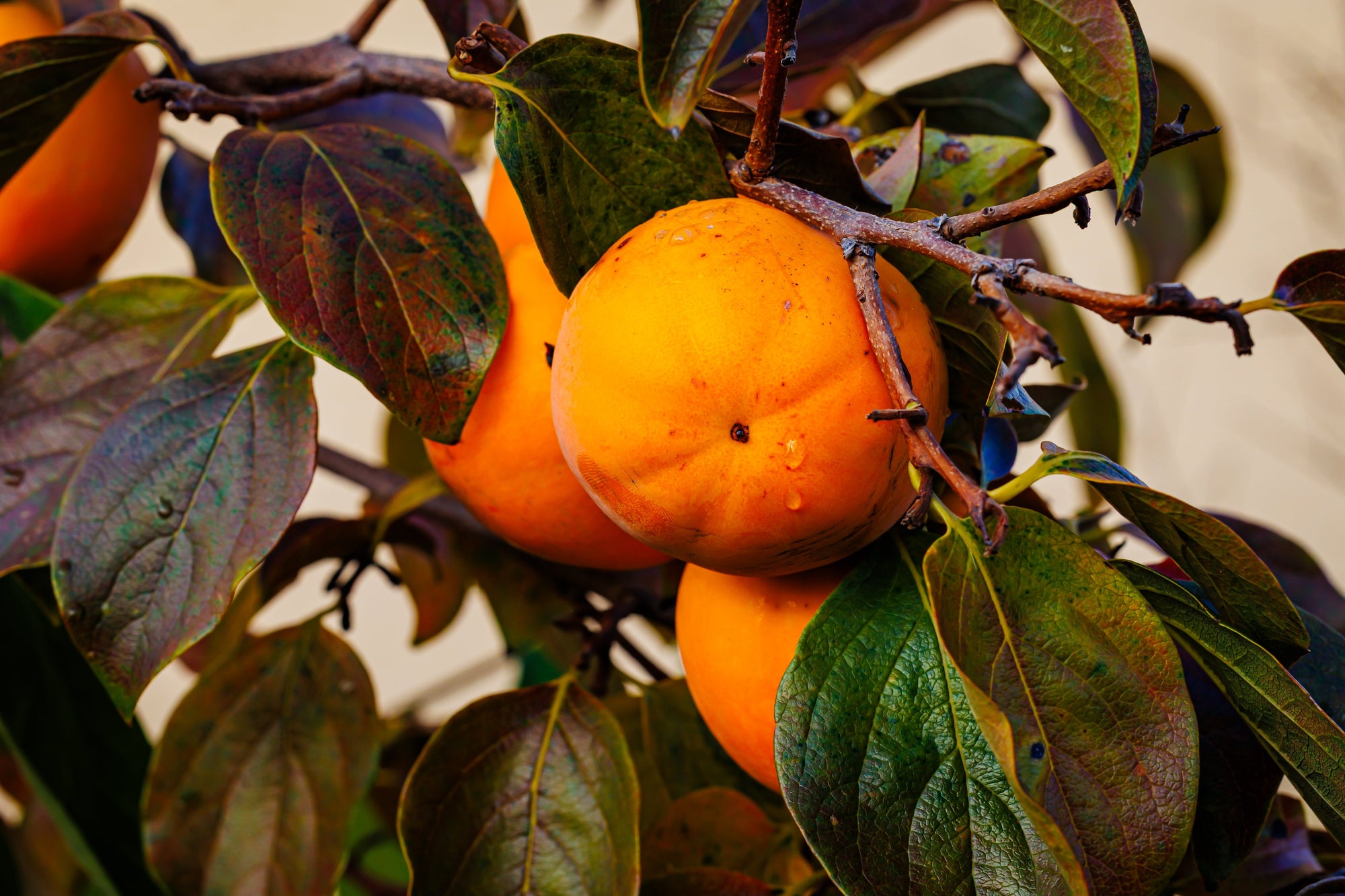 Diospyros (Persimmon Trees)