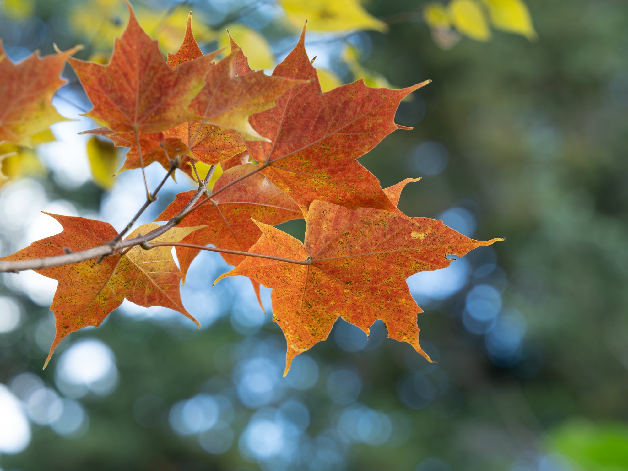 Acer (Maple Trees)
