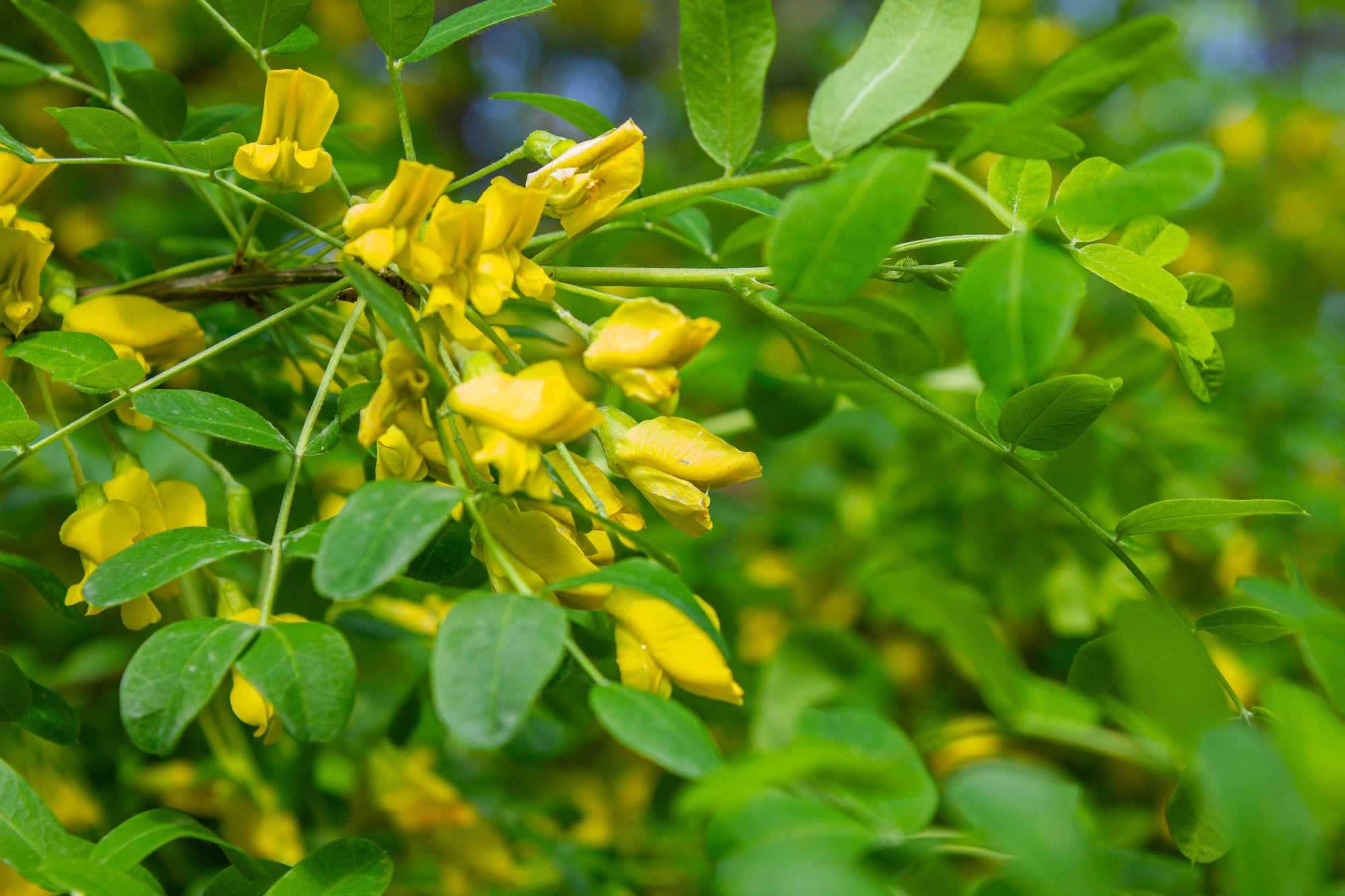Caragana (Siberian Pea Shrub)