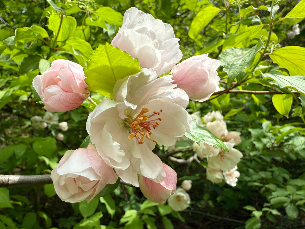 Malus (Crabapple Trees)