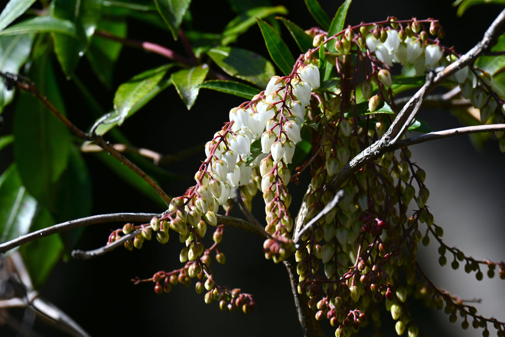 Pieris (Andromeda)