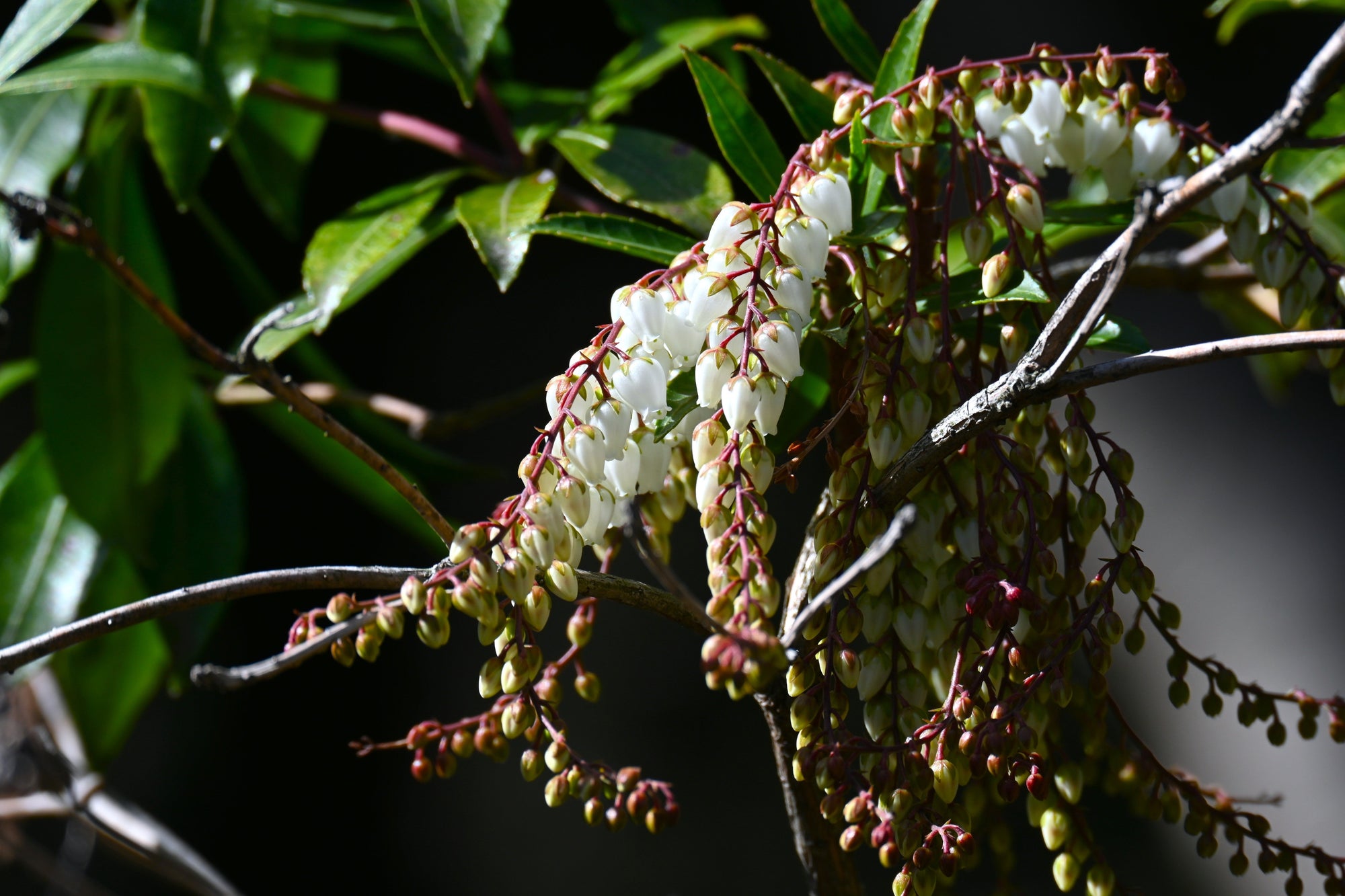 Pieris (Andromeda)