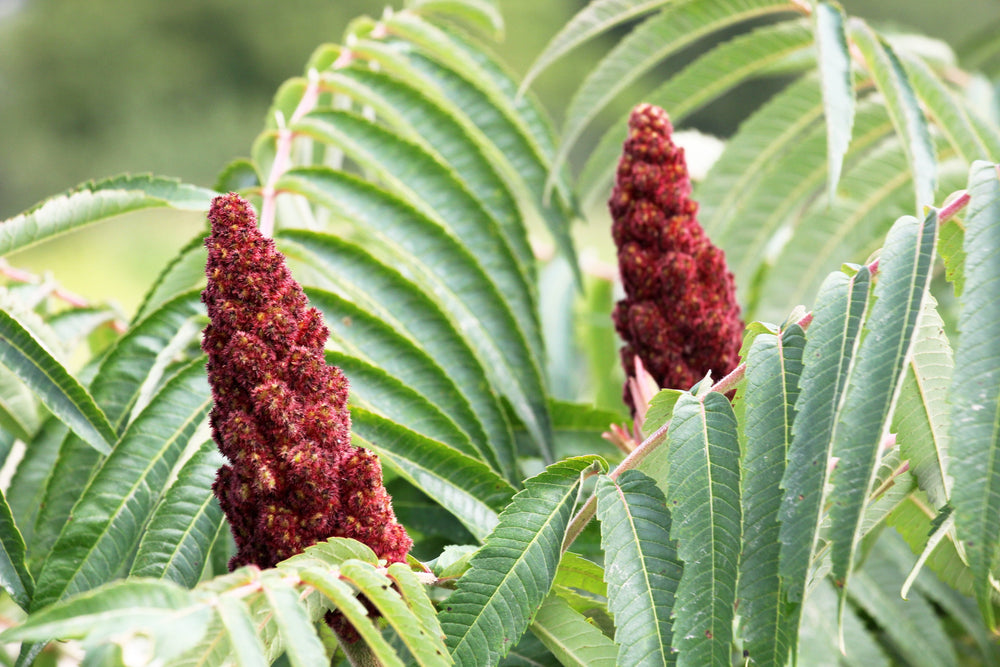 Rhus (Sumac)