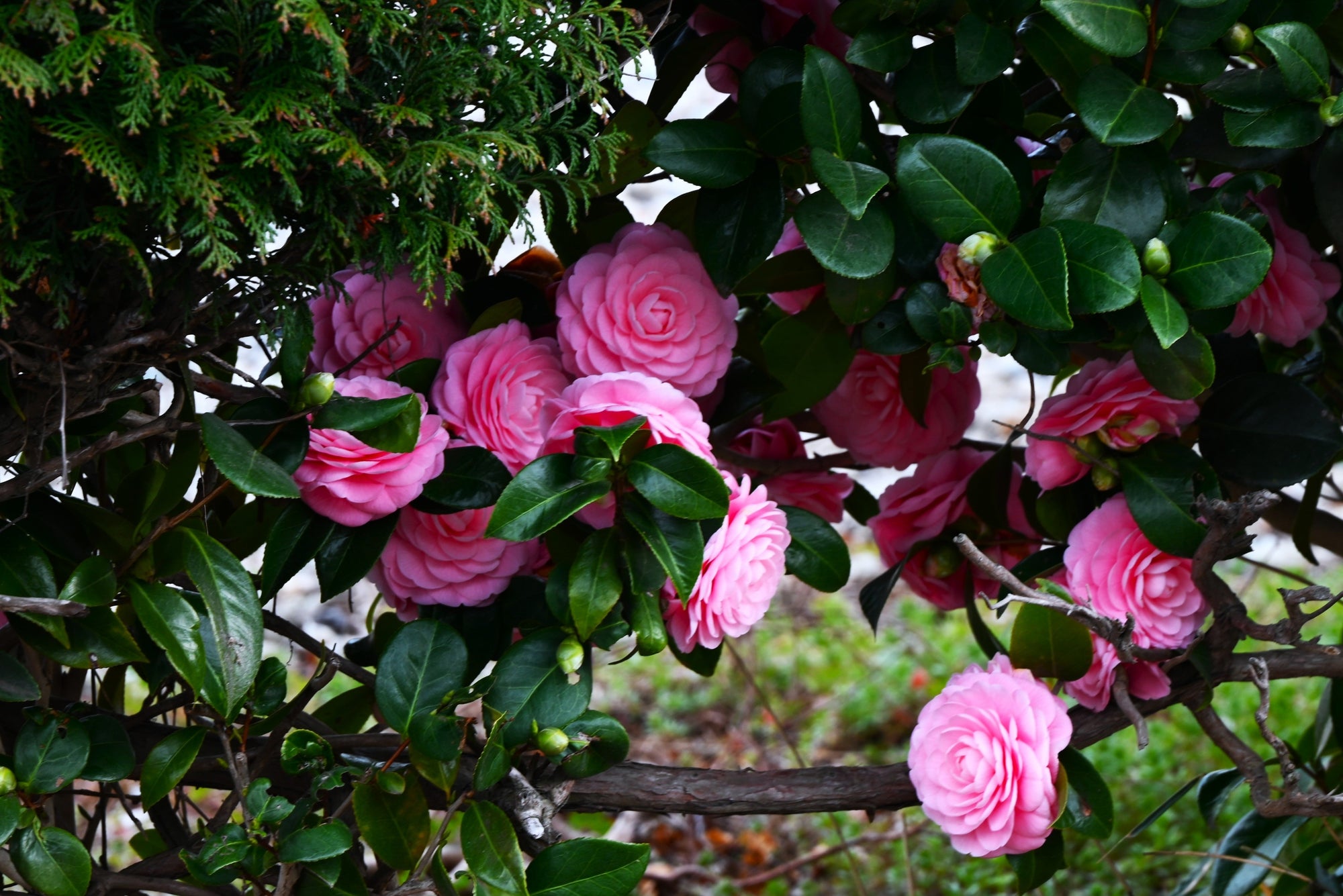 Winter Flowering Shrubs