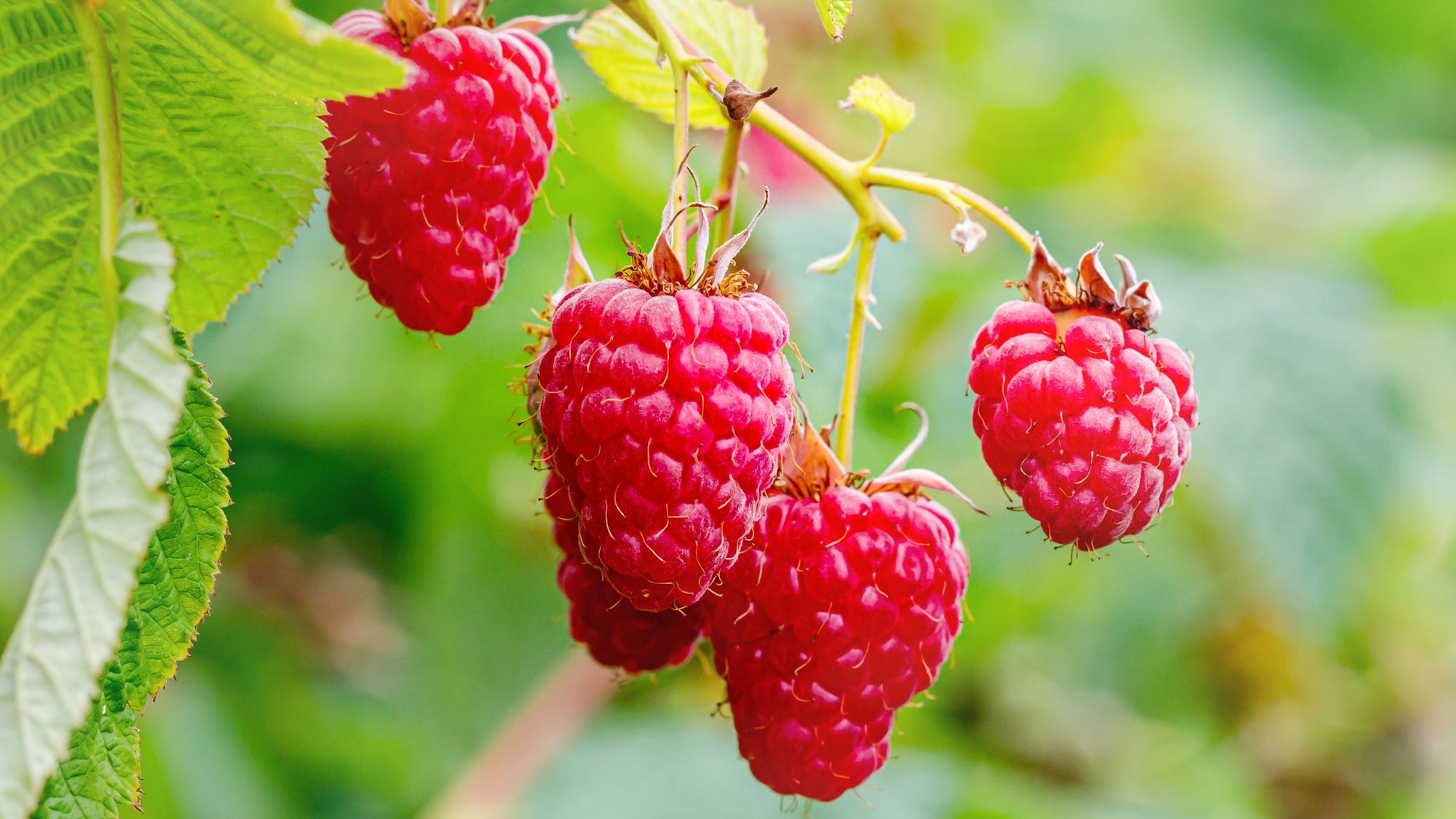 Berry Plants
