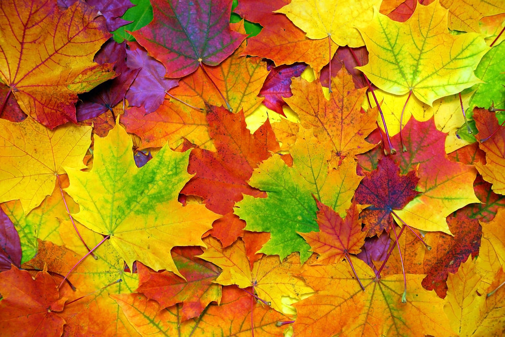 Fall Foliage Trees & Shrubs