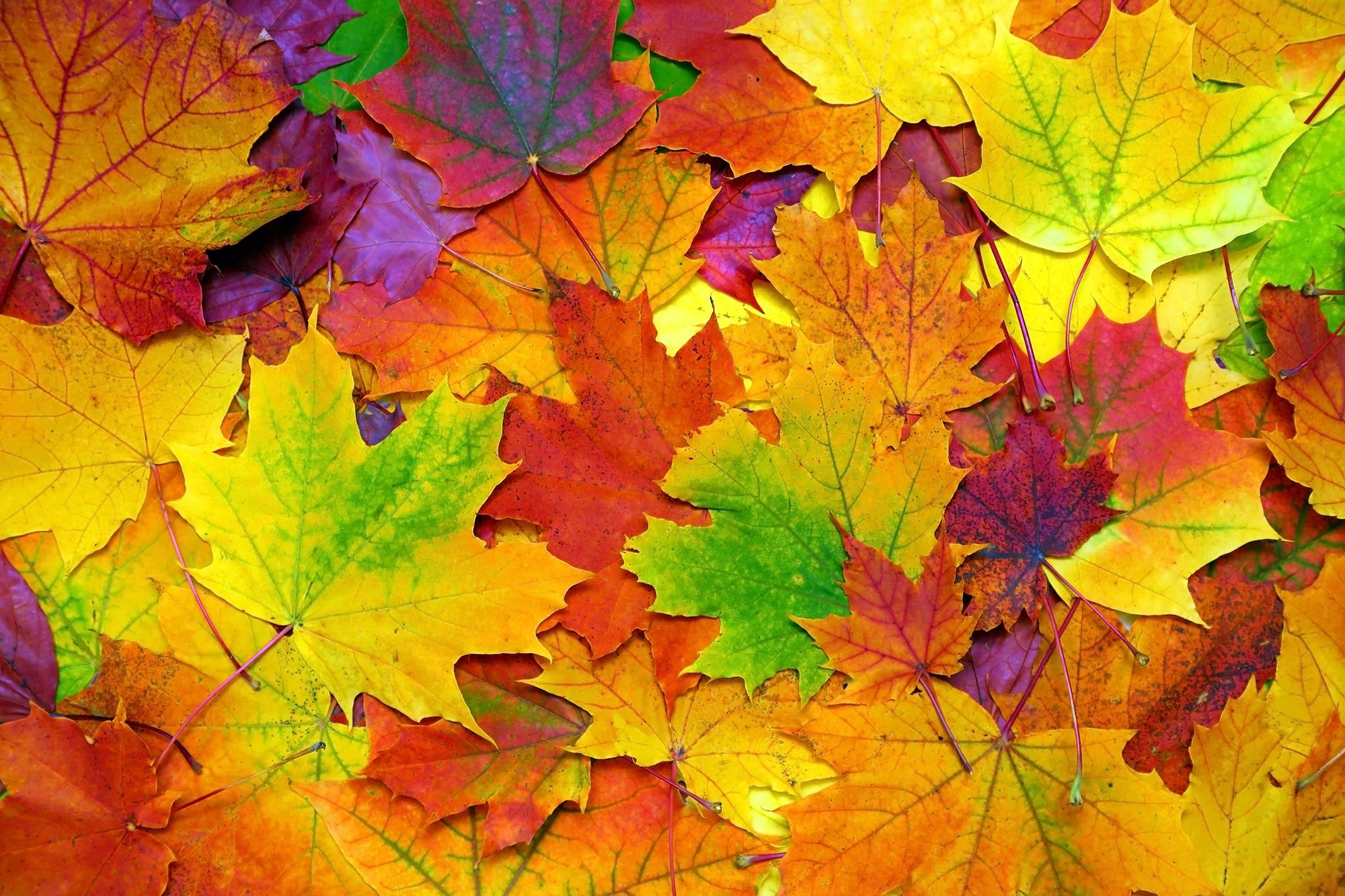 Fall Foliage Trees & Shrubs
