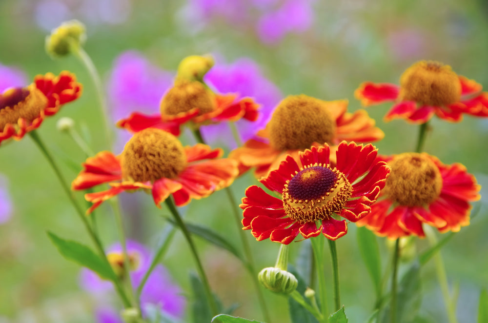 Helenium