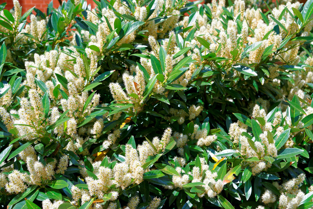 Itea (Sweetspire
