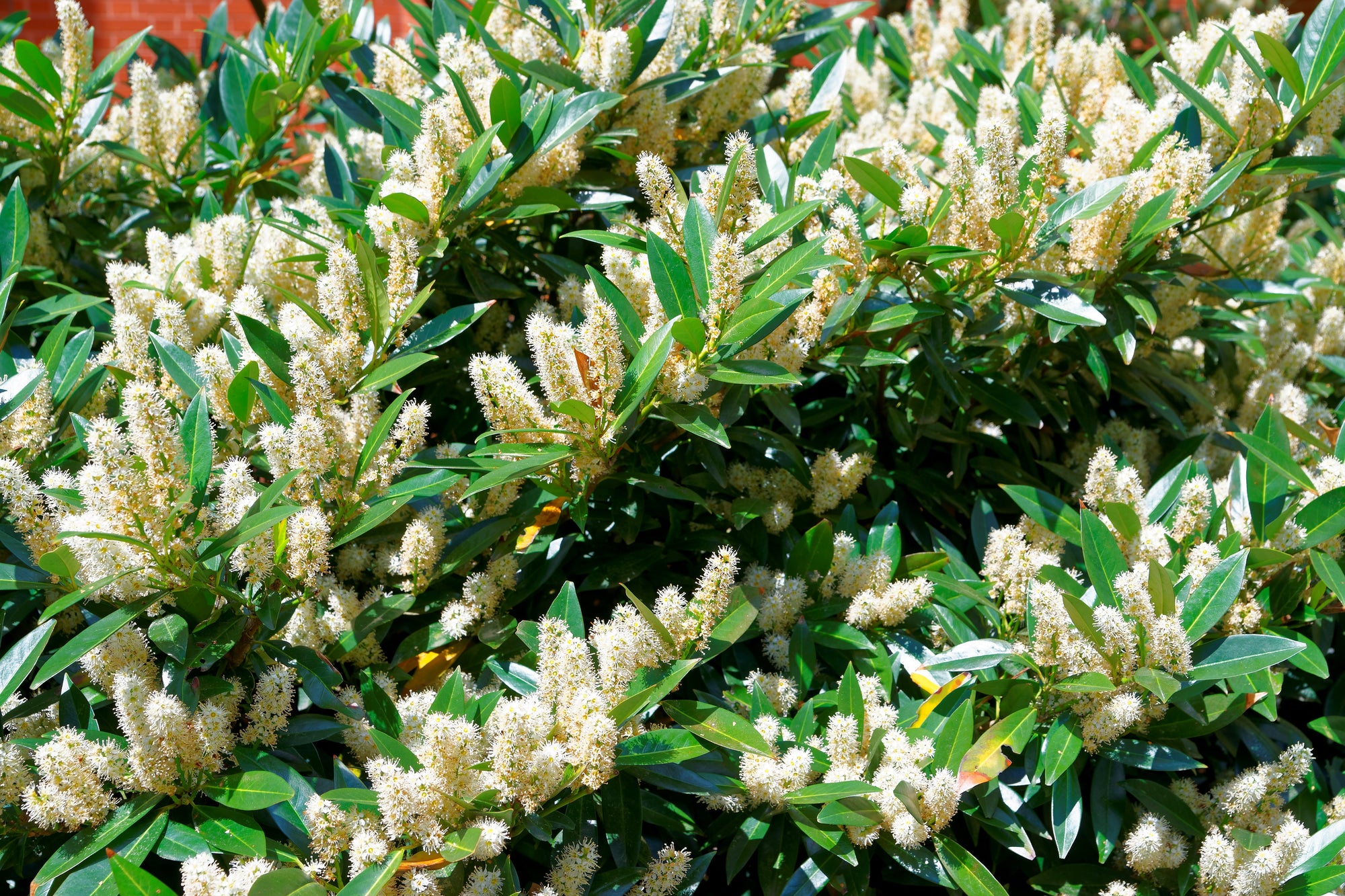 Itea (Sweetspire