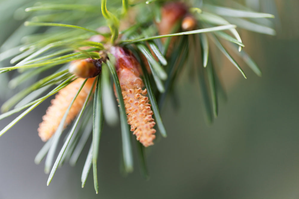 Pseudotsuga (Douglas Fir)
