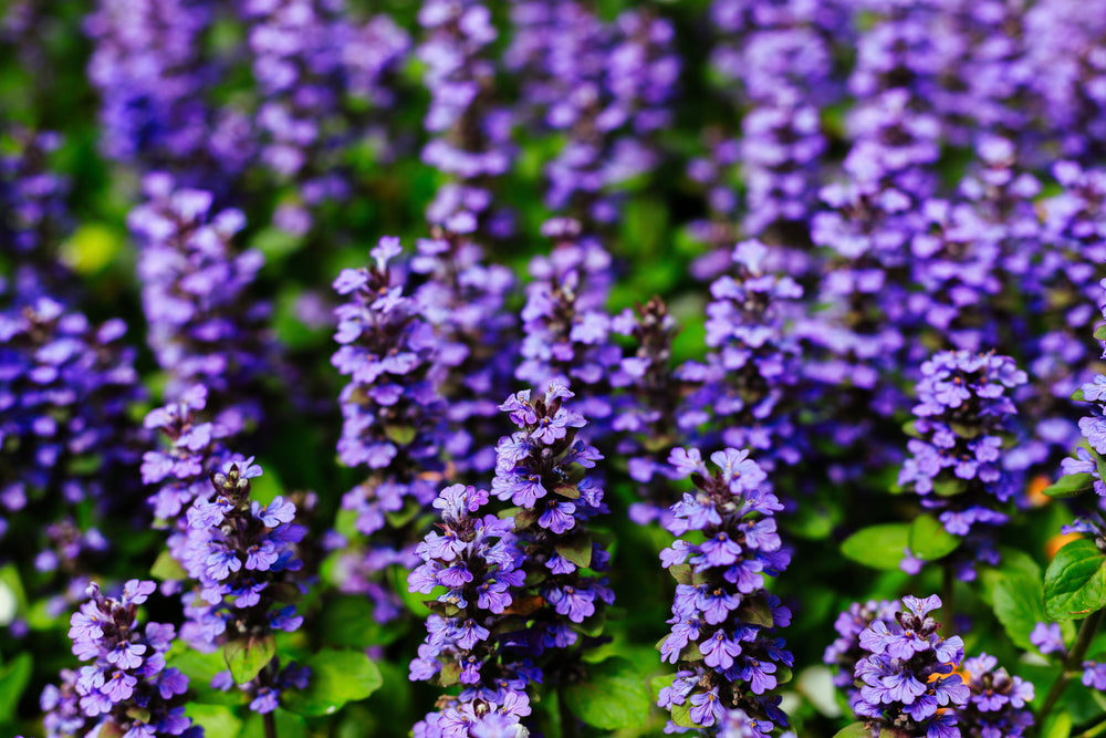 Ajuga
