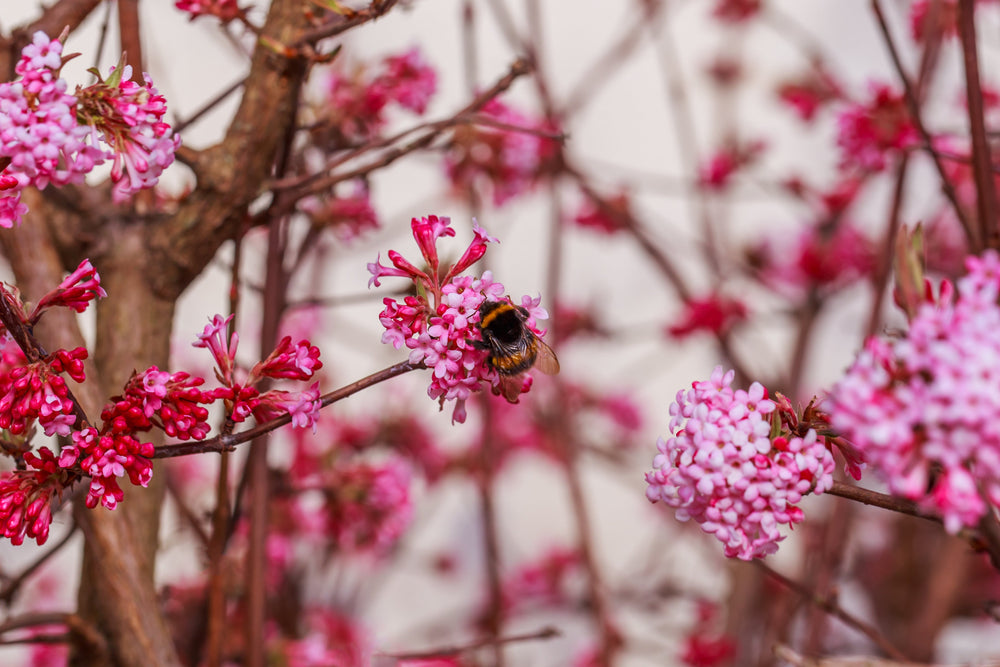Native Shrubs