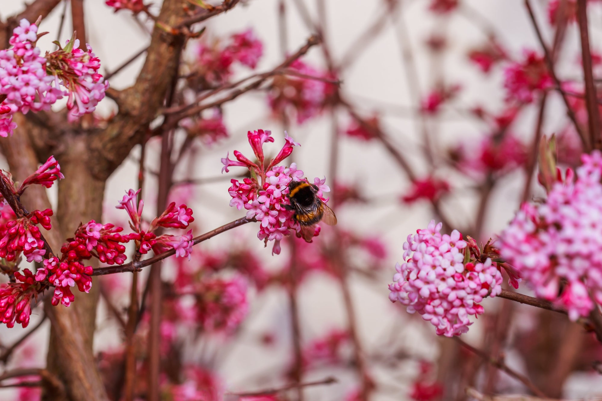 Native Shrubs
