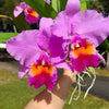 Rhyncholaeliocattleya Cutty Sark Full Soil