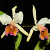 Cattleya Marilyn Lew